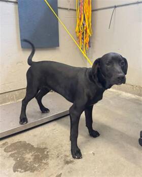 Labrador Retriever and Mixed Breed Dogs Available for Adoption - REGGIE | PetCurious