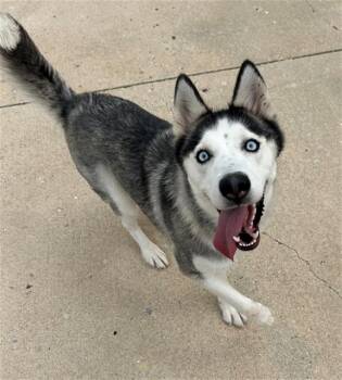 AZULE -  Siberian Husky and Mixed Breed Dog for Adoption in Geneva, Illinois - AZULE | PetCurious