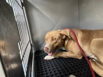 Pit Bull Terrier Dogs Available for Adoption in Fort Myers, Florida - SCOTTY | PetCurious