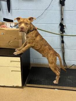 Rescue Mixed Breed Dogs for Adoption in Atlanta, Georgia - Joel | PetCurious