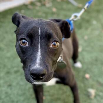 Gretchen -  Terrier Dog for Adoption in Walnut Creek, California - Gretchen | PetCurious