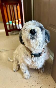 Shih Tzu Dogs Available for Adoption - Minnee | PetCurious