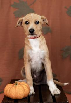 856-26 -  Terrier Dog for Adoption in Brighton, Colorado - 856-26 | PetCurious