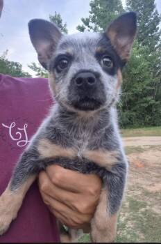 Itty -  Australian Cattle Dog Blue Heeler Dog for Adoption in Semmes, Alabama - Itty | PetCurious