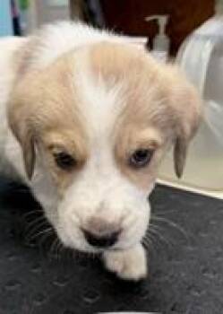 Shepherd and Mixed Breed Dogs Available for Adoption in Kansas City, Missouri - Jigsaw | PetCurious
