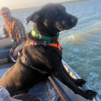 Niko -  Black Labrador Retriever Dog for Adoption in Corpus Christi, Texas - Niko | PetCurious