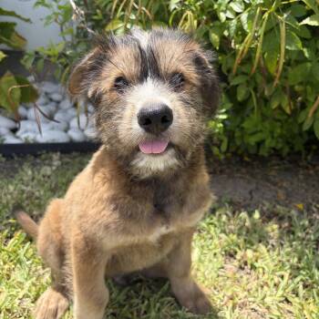 Chocolate -  Husky and Mixed Breed Dog for Adoption in Harlingen, Texas - Chocolate | PetCurious