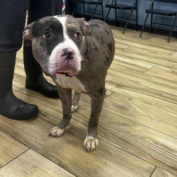 Betsy -  Pit Bull Terrier Dog for Adoption in Newark, New Jersey - Betsy | PetCurious