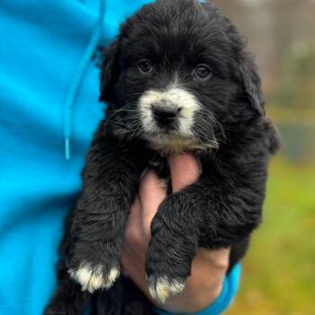 Rescue Mixed Breed Dogs for Adoption in Stormville, New York - NY Claire Avail Nov 30 (Choice Pet Carmel) | PetCurious