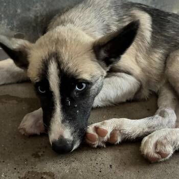 Pudding -  Husky Dog for Adoption in Edinburg, Texas - Pudding | PetCurious