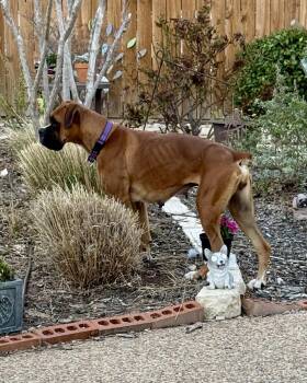Boxer Dogs Available for Adoption - Roxy | PetCurious