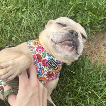 Smurf -  French Bulldog Dog for Adoption in Pittsburgh, Pennsylvania - Smurf | PetCurious