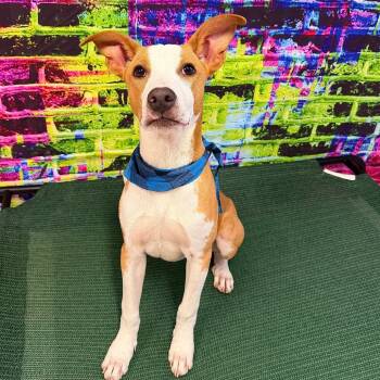 Rescue Mixed Breed Dogs for Adoption in Binghamton, New York - Tico | PetCurious