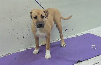 Labrador Retriever and Mixed Breed Dogs Available for Adoption in Houston, Texas - VALERY | PetCurious