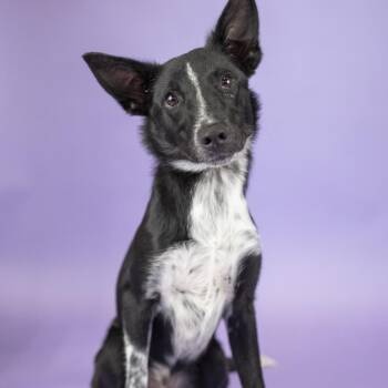 Rooster -  Australian Cattle Dog Blue Heeler Dog for Adoption in Portland, Oregon - Rooster | PetCurious