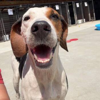 Muna -  Coonhound Dog for Adoption in Birmingham, Alabama - Muna | PetCurious