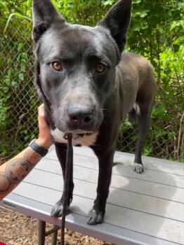 Juno -  Mixed Breed Dog for Adoption in West Chester, Pennsylvania - Juno | PetCurious