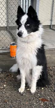 Husky and Labrador Retriever Dogs Available for Adoption in Lunenburg, Vermont - Jasmine | PetCurious