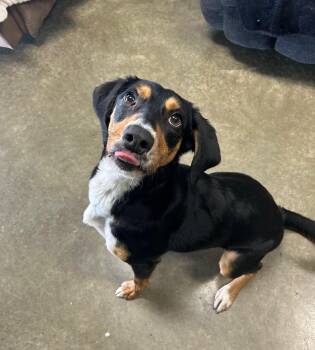 Rescue Hound Dogs for Adoption in Seneca, Pennsylvania - Suds | PetCurious