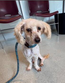 Chilli Mac -  Poodle Dog Available for Adoption in Hoffman Estates, Illinois - Chilli Mac | PetCurious