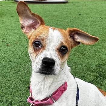 Chihuahua and Pug Dogs Available for Adoption in Walnut Creek, California - Narwhal | PetCurious
