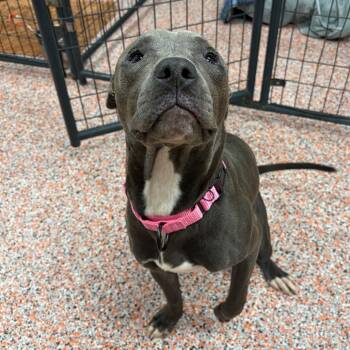 Oliver KCAC #716.26 -  American Staffordshire Terrier Dog for Adoption in Kerrville, Texas - Oliver KCAC #716.26 | PetCurious