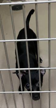 Dreamer -  Chihuahua and Dachshund Dog for Adoption in Christiansburg, Virginia - Dreamer | PetCurious
