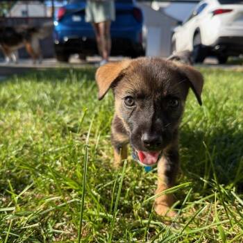 Rigatoni -  Australian Shepherd Dog for Adoption in Plainfield, Illinois - Rigatoni | PetCurious