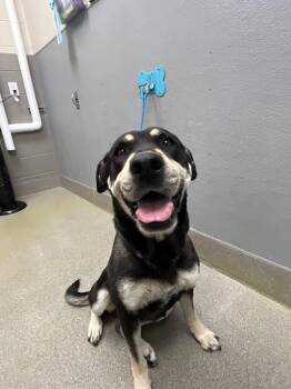 Rottweiler and Mixed Breed Dogs Available for Adoption in Las Vegas, Nevada - REYNA | PetCurious