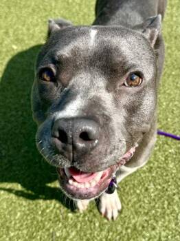 Rocky -  Mixed Breed Dog for Adoption in Wichita, Kansas - Rocky | PetCurious
