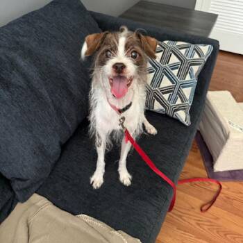 Rescue Terrier and Mixed Breed Dogs for Adoption in Jacksonville, Florida - Charlie The Terrier | PetCurious