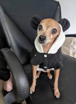 Rescue Chihuahua Dogs for Adoption in Plainfield, Illinois - Pixie | PetCurious