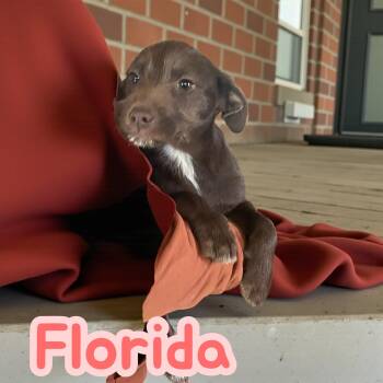 Rescue Terrier Dogs for Adoption in Chuckey, Tennessee - Florida - NJ | PetCurious