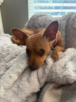26Twill -  Chihuahua and Miniature Pinscher Dog Available for Adoption in Shingle Springs, California - 26Twill | PetCurious