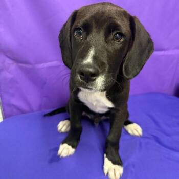 Jett -  Mixed Breed Dog for Adoption in North Myrtle Beach, South Carolina - Jett | PetCurious