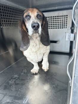 Rescue Basset Hound and Mixed Breed Dogs for Adoption in Fort Worth, Texas - Huckleberry Hound | PetCurious