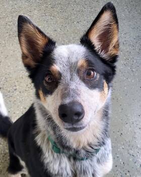 Australian Cattle Dog Blue Heeler Dogs Available for Adoption - Ivee | PetCurious
