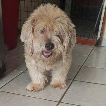 POTATO (out of town) Our favorite Senior -  Lhasa Apso Dog for Adoption in New York, New York - POTATO (out Of Town) Our Favorite Senior | PetCurious