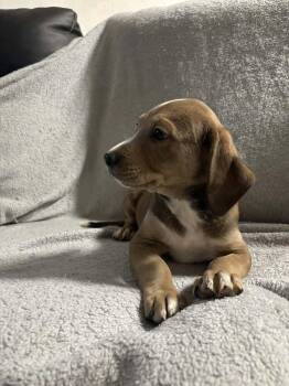 Jax -  Pit Bull Terrier and Labradoodle Dog for Adoption in West Peoria, Illinois - Jax | PetCurious