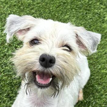 Sandy -  Havanese Dog for Adoption in Auburn, Nebraska - Sandy | PetCurious