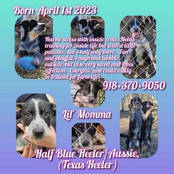Rescue Australian Cattle Dog Blue Heeler Dogs for Adoption in Tulsa, Oklahoma - Puppies | PetCurious