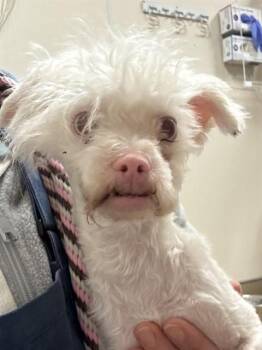 Maltese and Mixed Breed Dogs Available for Adoption - MARILYN MONROE | PetCurious