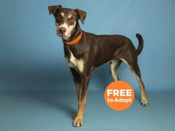 Doberman Pinscher Dogs Available for Adoption - ACE | PetCurious