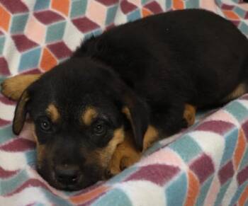 Shepherd Dogs Available for Adoption in Thief River Falls, Minnesota - Jesse | PetCurious