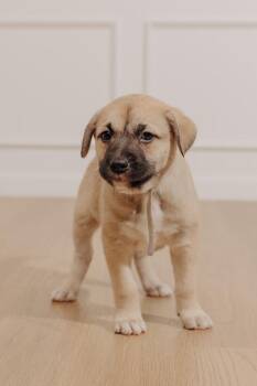 Shepherd and Mixed Breed Dogs Available for Adoption - Rogue | PetCurious