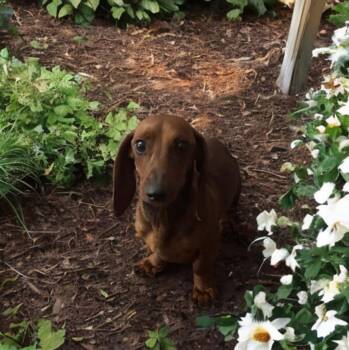 Maisey -  Dachshund Dog for Adoption in San Antonio, Texas - Maisey | PetCurious