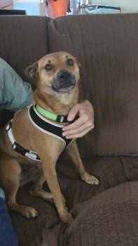 Mary Beth -  Rat Terrier Dog for Adoption - Mary Beth | PetCurious