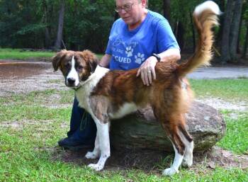 Leo -  Collie Dog for Adoption in Willingboro, New Jersey - Leo | PetCurious