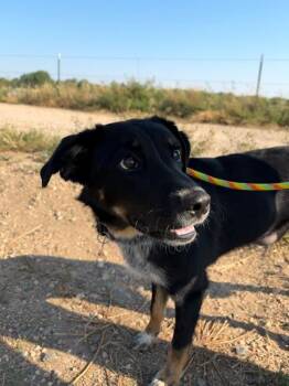Marlen -  Mixed Breed Dog for Adoption in Fort Collins, Colorado - Marlen | PetCurious