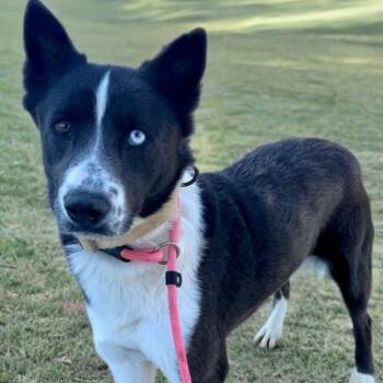 Australian Cattle Dog Blue Heeler Dogs Available for Adoption in Newport Beach, California - Dahlia  | PetCurious